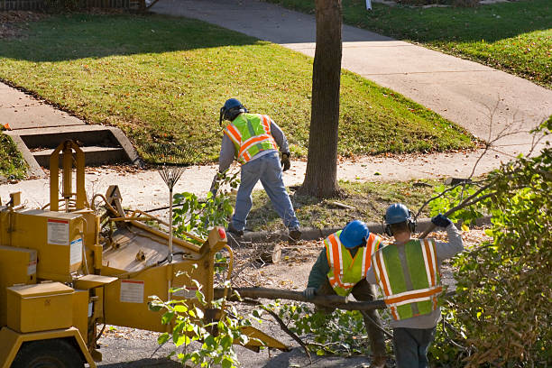 How Our Tree Care Process Works  in Goreville, IL